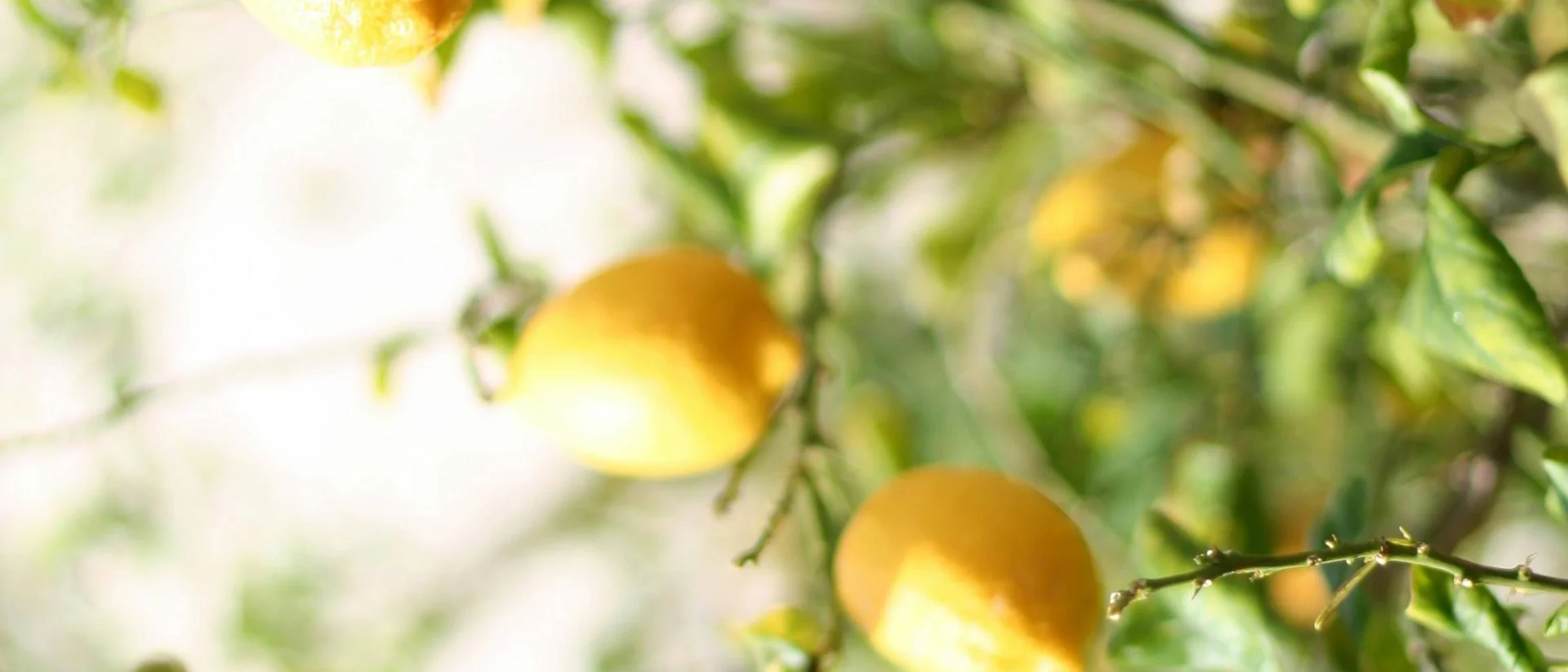 Hotel Amalfi. 3 stelle di design che brillano sulla Costiera Amalfitana. Alberi di limoni con frutti gialli maturi